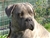 Halzo - Triola Cane Corso